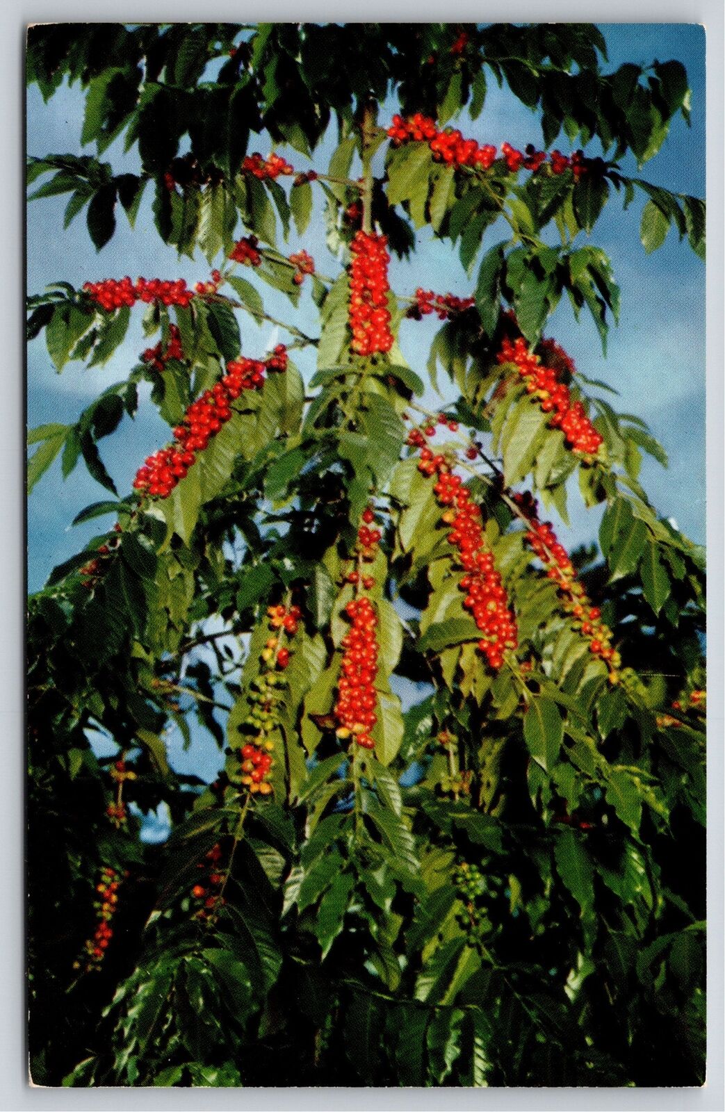 Hawaii~Kona Coffee Bean Plant On The Western Slopes~HS Crocker Vintage Postcard