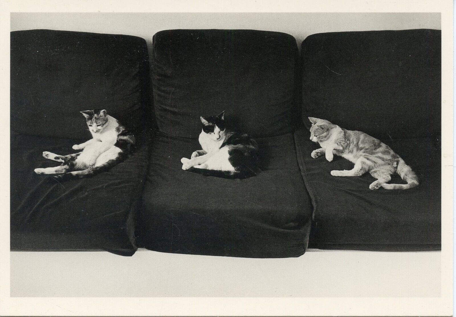 1981 CPSM / ILLUSTRATOR JEAN AMAR STONE / CAT CAT