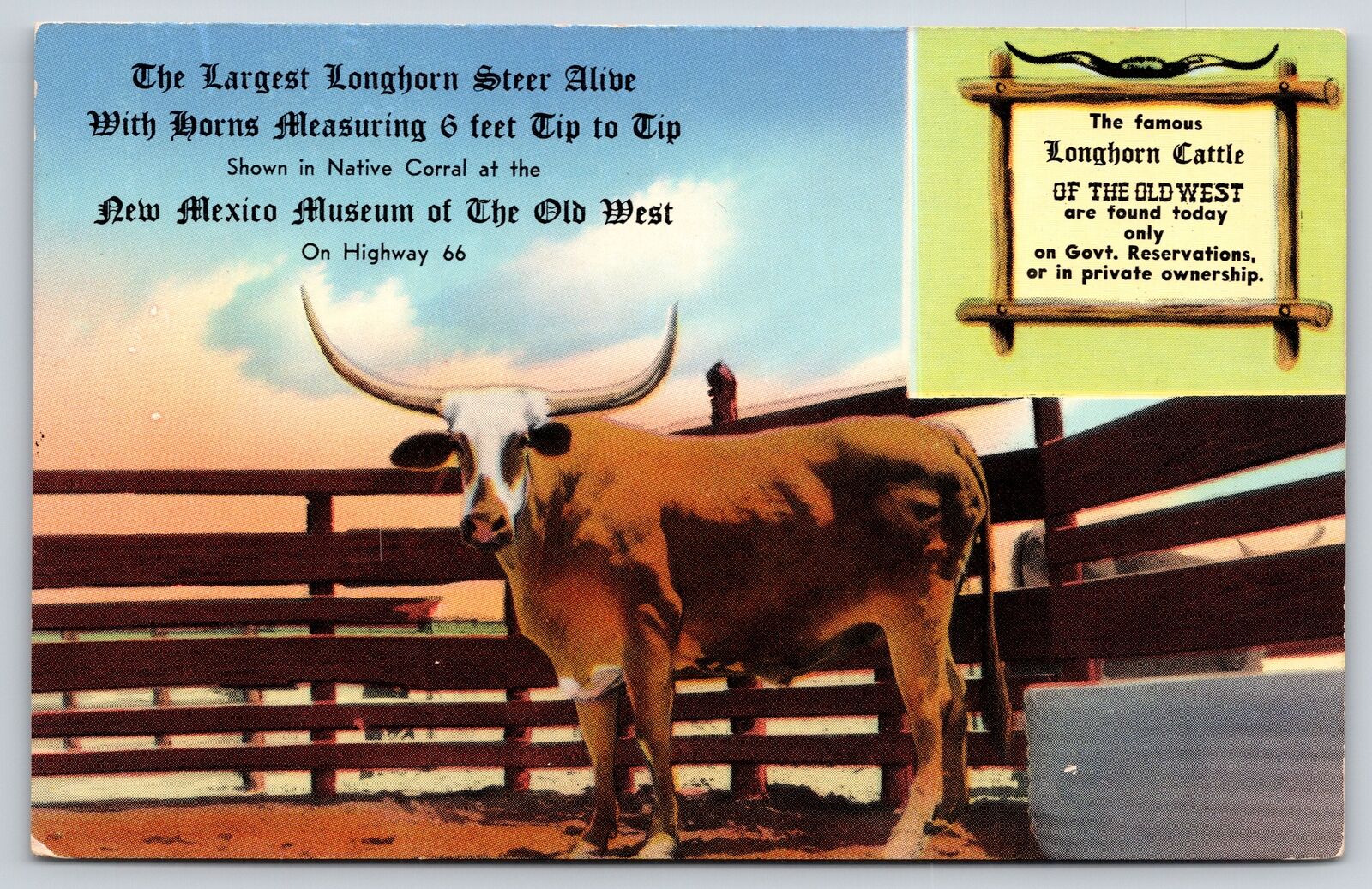 Animal~Largest Longhorn Steer In Native Corral @ New Mexico Museum~Vtg Postcard