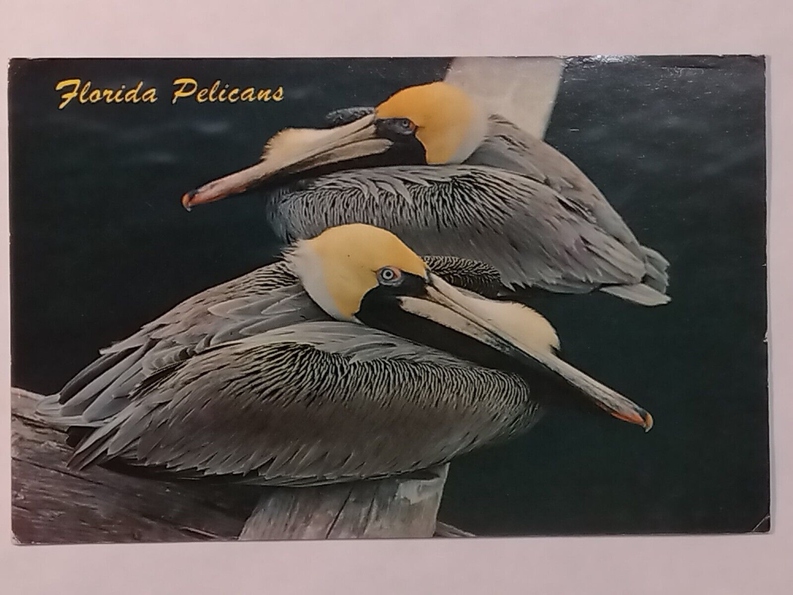 Florida Pelicans Called Flying Suitcases Posted 1984 Postcard 