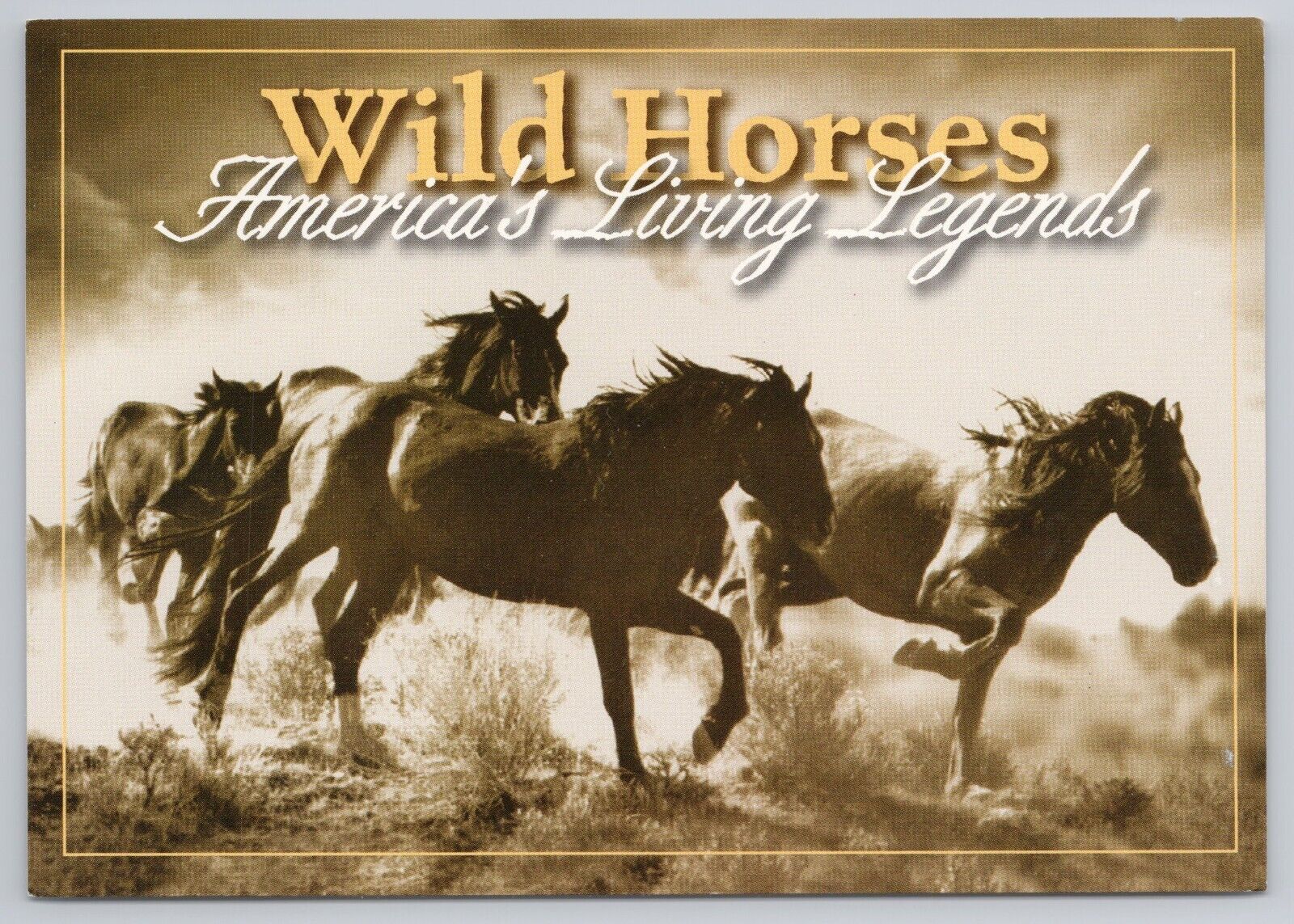 Postcard Wild Horses America\'s Living Legends Nevada\'s Augusta Mountains