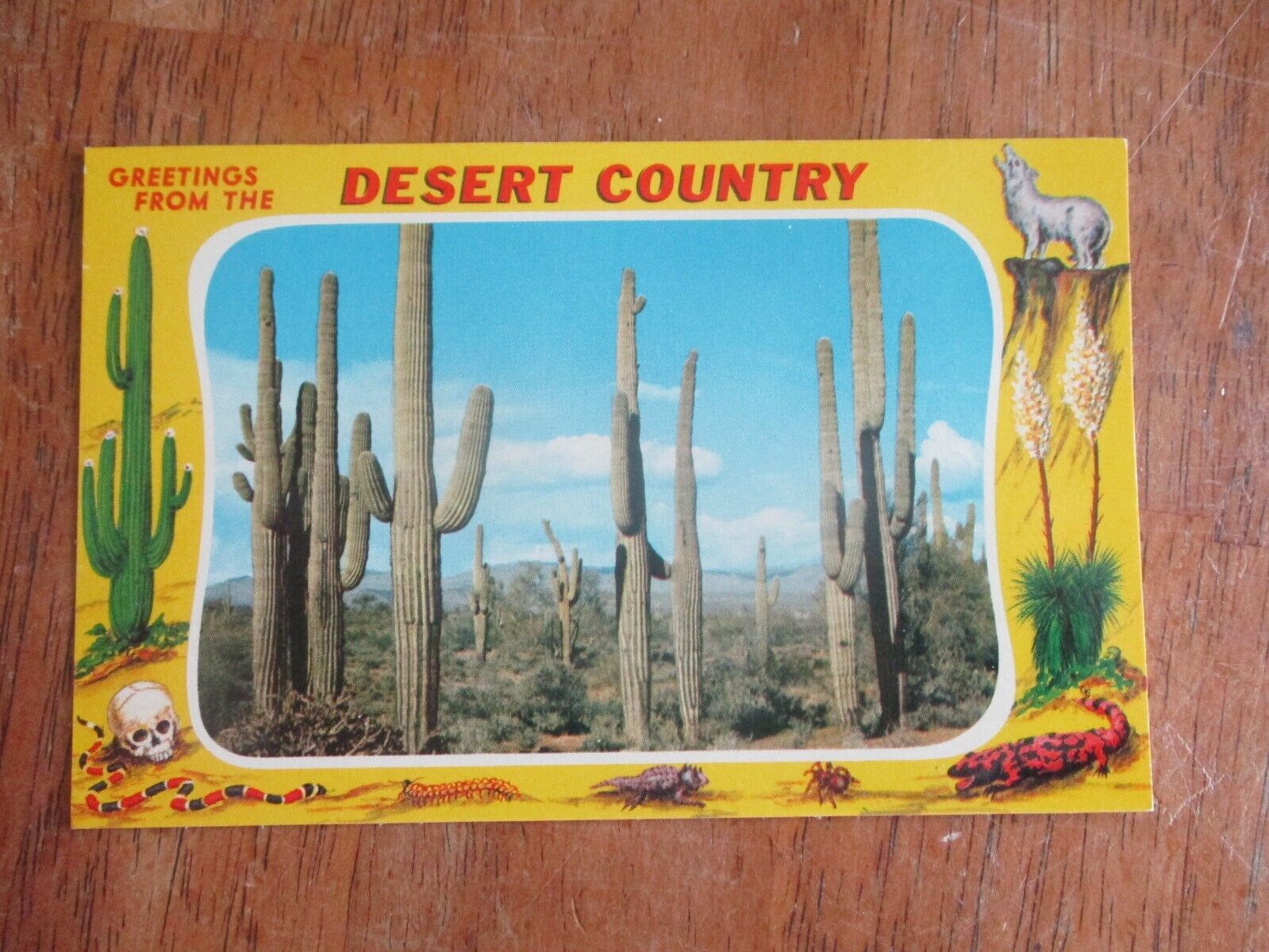 Giant Cactus Large Letter DESERT COUNTRY UNPOSTED Riley Postcard