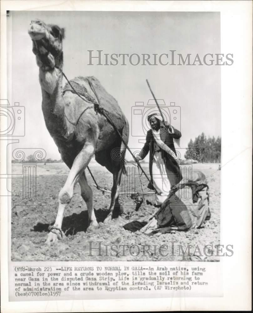 1957 Press Photo Man uses camel to plow soil at farm near Gaza - hpw03162