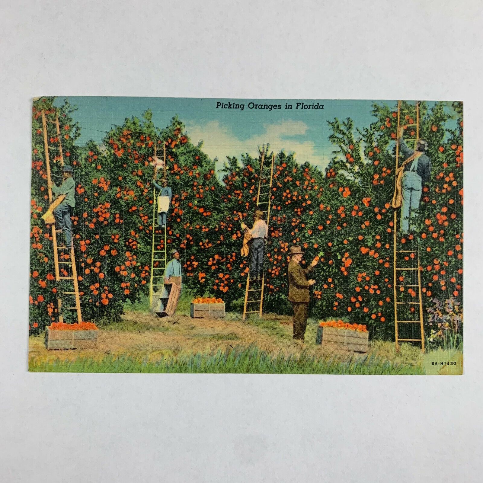 Postcard Florida FL Picking Oranges Farming Orlando 1951 Linen Posted