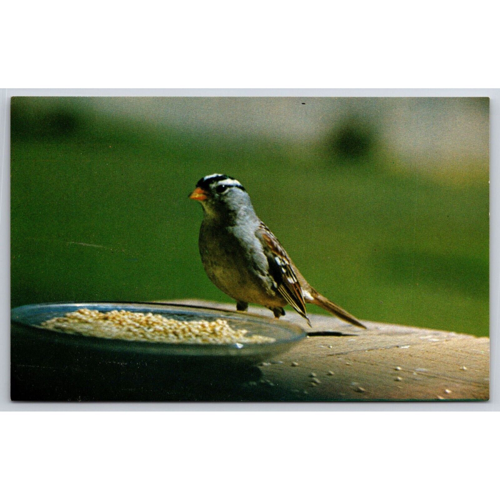 Postcard White Crowned Sparrow Bird 0721