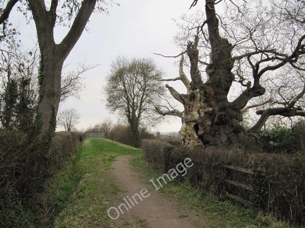 Photo 6x4 The Old Oaks Glastonbury This pair of oak trees is what gave th c2011