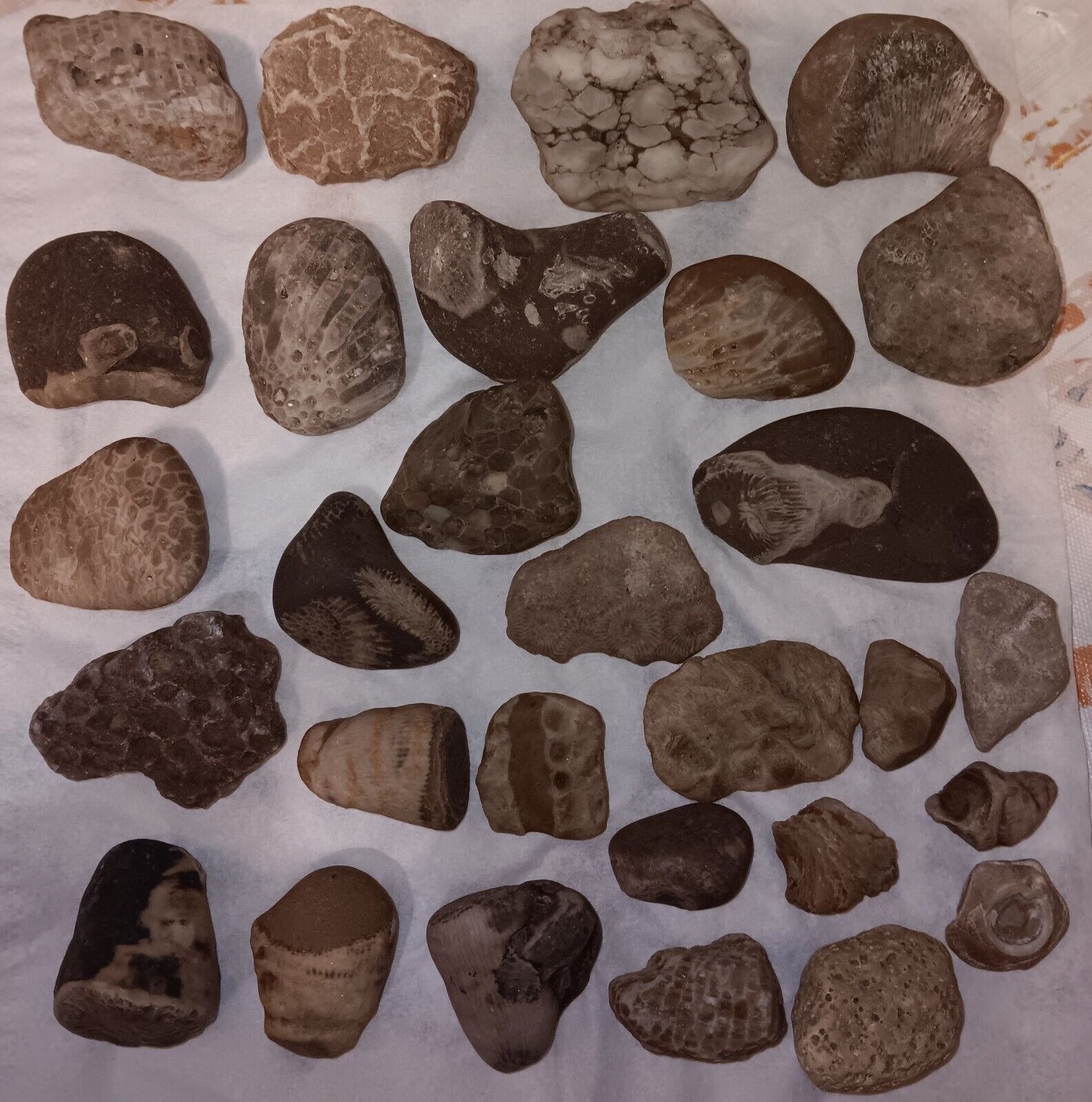 Great Lakes Mixed Fossil Lot Michigan Stone Assortment Unpolished Petoskey 