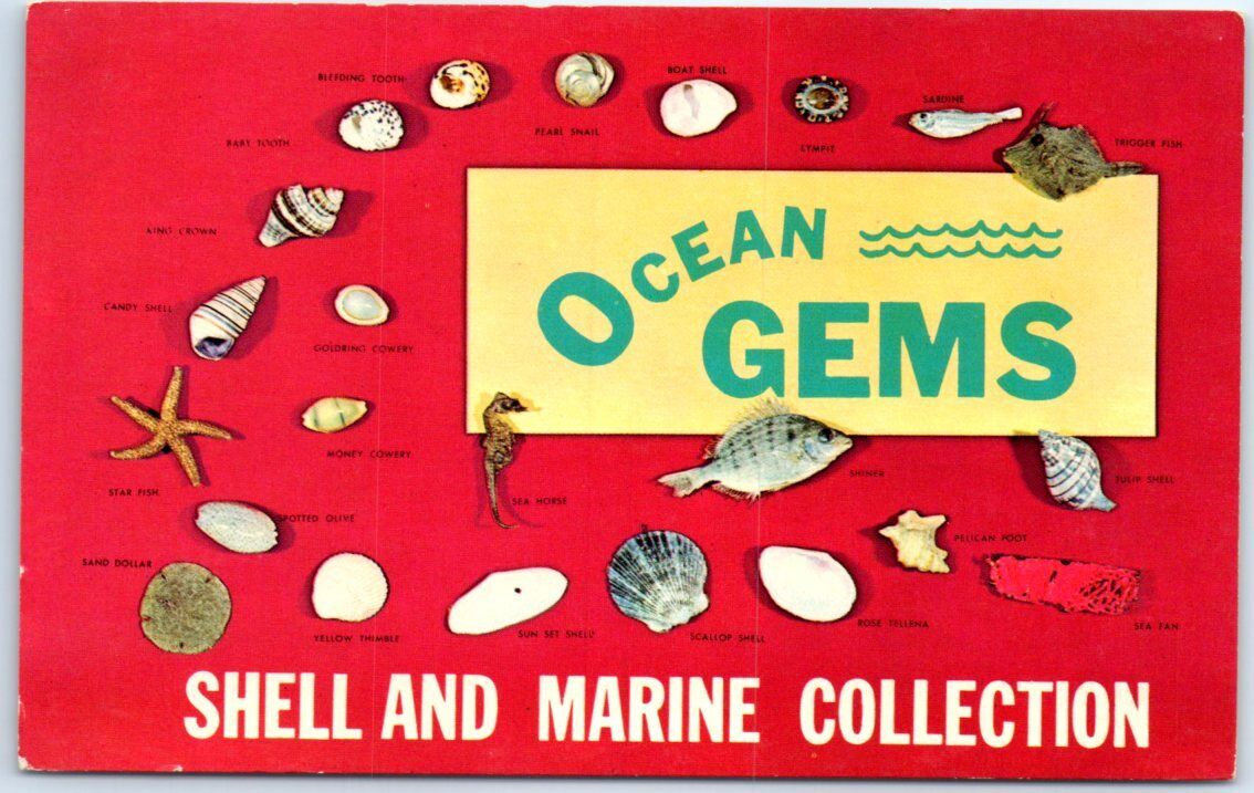 Postcard - Ocean Gems - Shell And Marine Collection