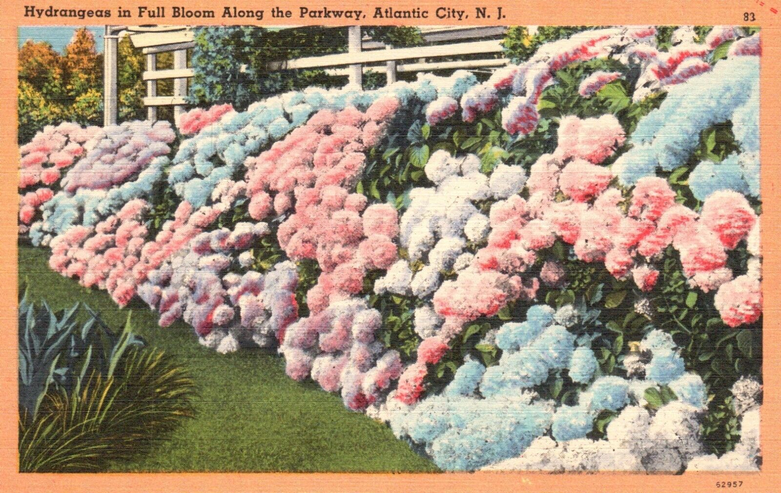 Postcard NJ Atlantic City Hydrangea in Full Bloom Parkway Linen Vintage PC J1255