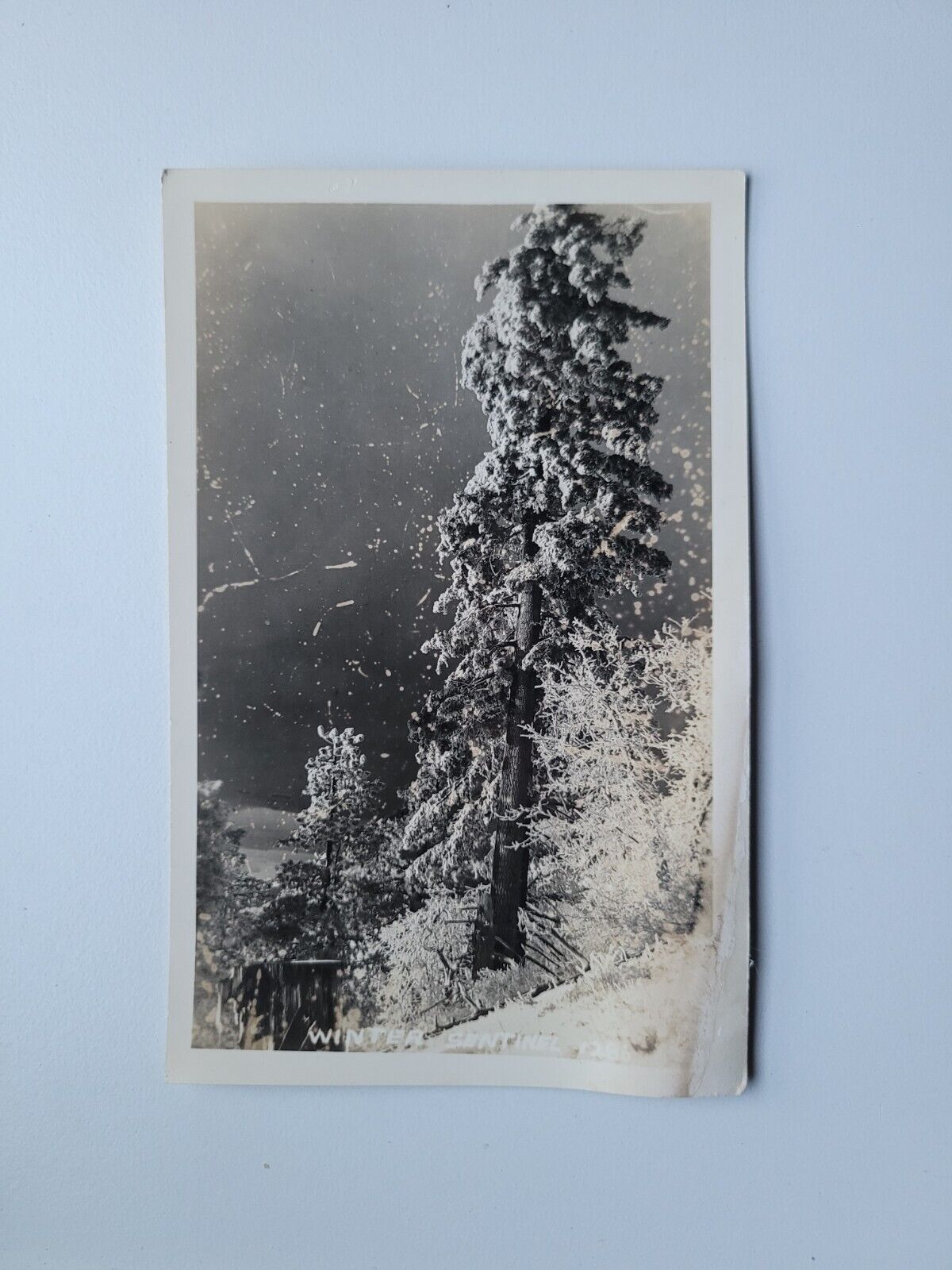 Vintage RPPC Postcard Snow Capped Pine Tree Winter Sentinel 1939 Winter Forest