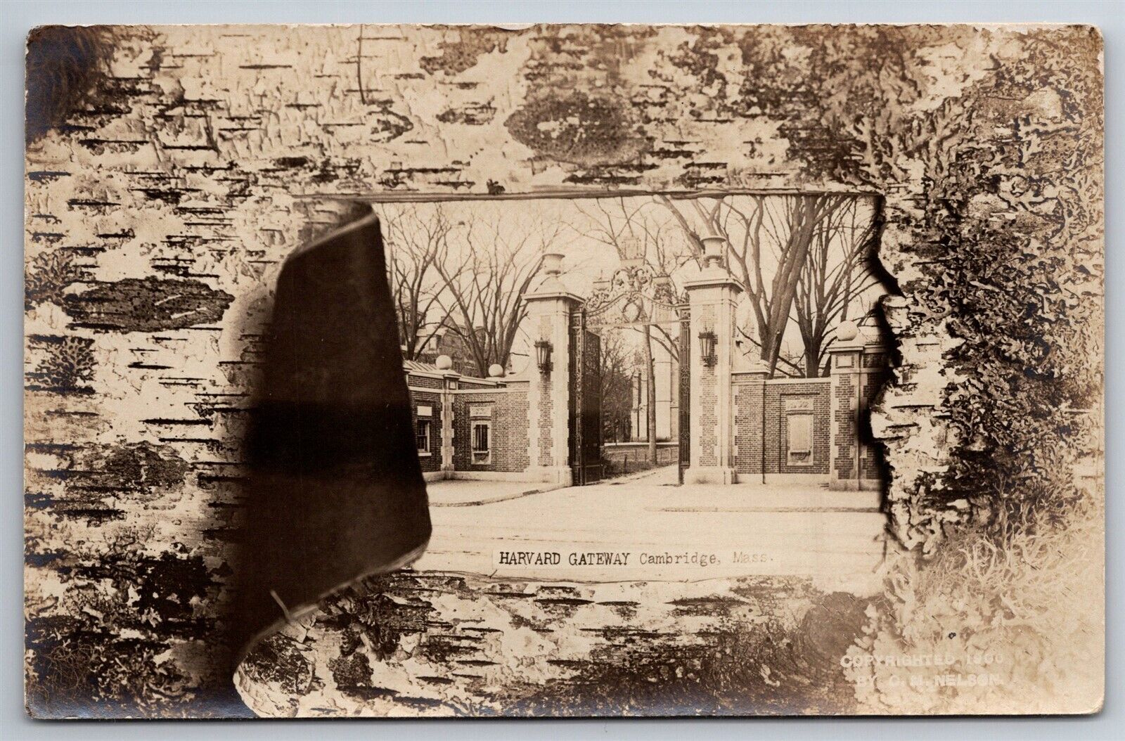 Birch Bark Framed Harvard Gateway Cambridge MA Early C1900\'s UDB Postcard S4