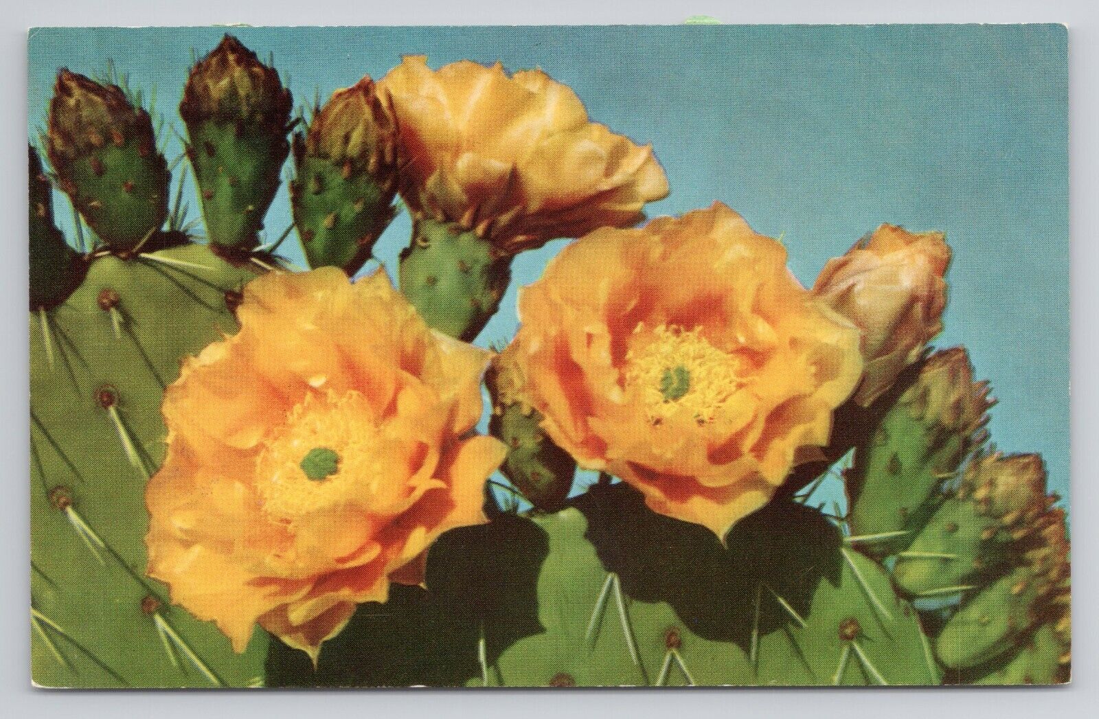 Prickly Pear Cactus Bloom Postcard 4158