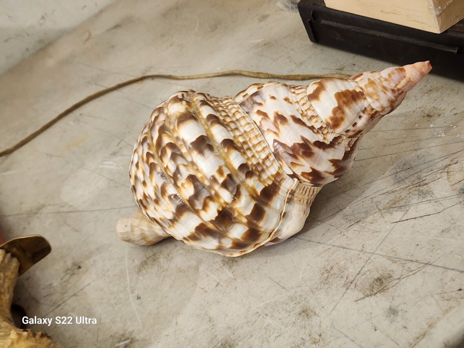 Natural Rare LARGE Pacific Triton Trumpet Conch Shell Seashell  10” Long