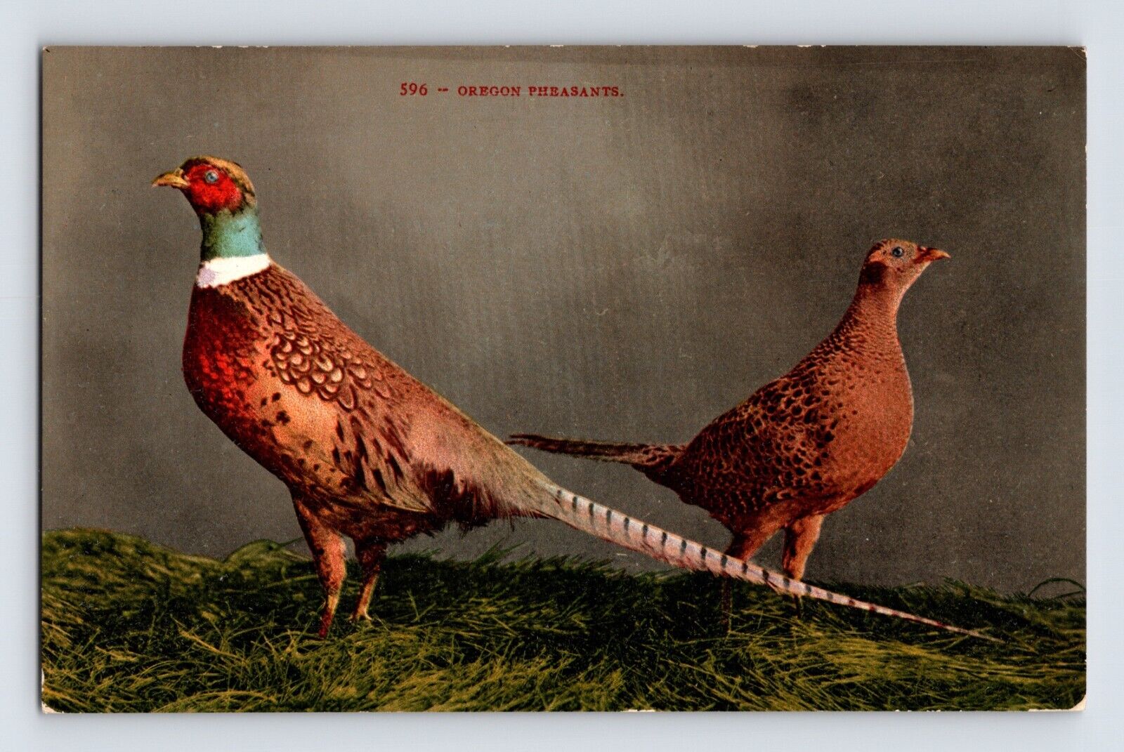 Postcard Oregon OR Pheasants Birds 1910s Unposted Divided Back
