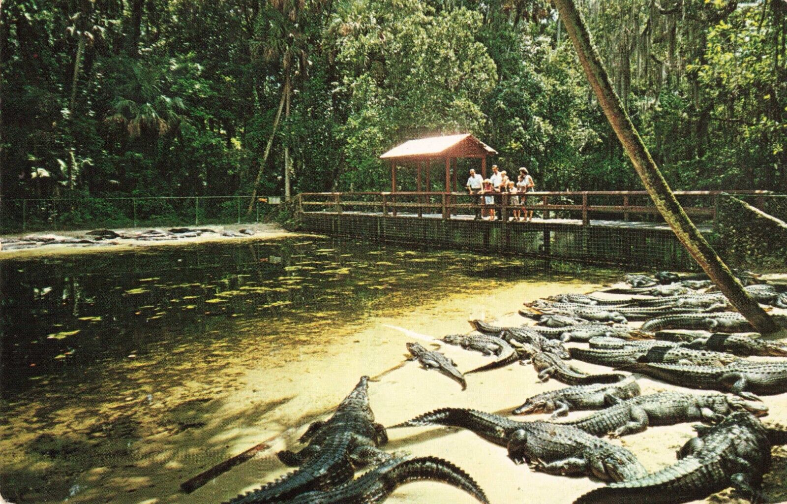 Homosassa Springs FL Florida, Alligators & Tourists on Bridge, Vintage Postcard