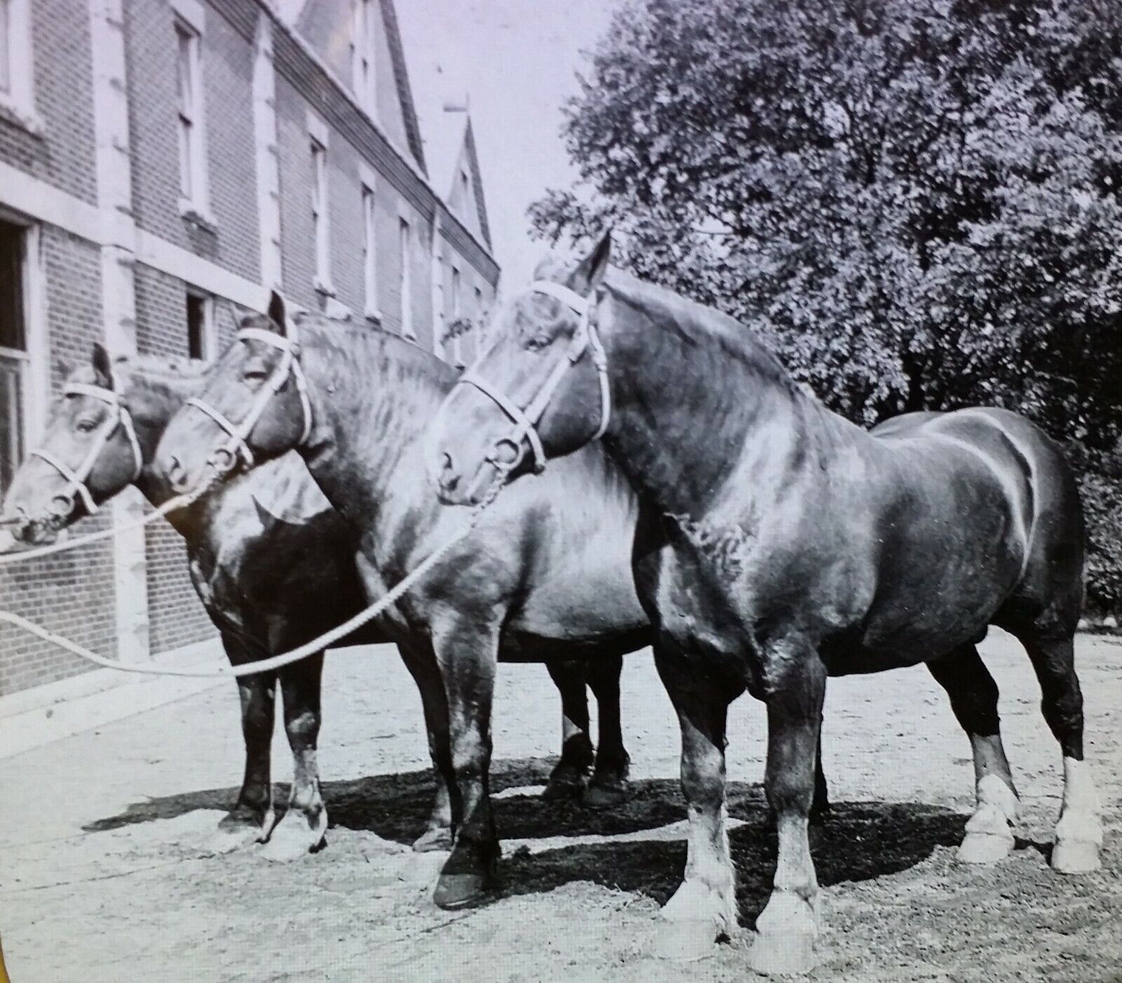 Belgian Draft Horses, Circa 1910\'s Keystone Magic Lantern Glass Slide