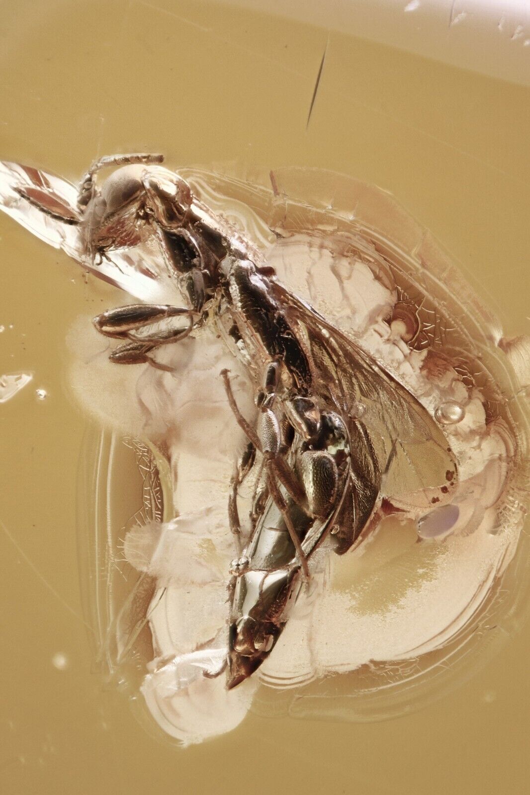 Nice CUCKOO WASP Chrysididae Fossil Genuine BALTIC AMBER + HQ Pic 230630-3