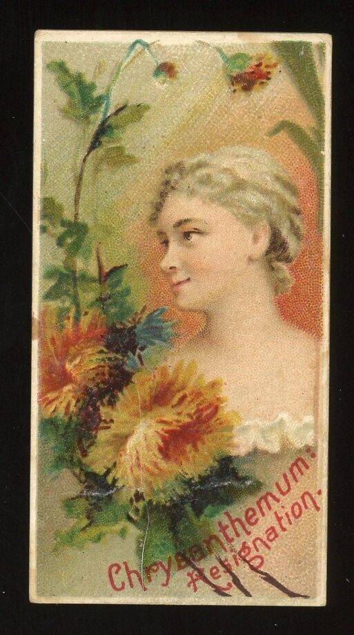 1892 N75 Duke Floral Beauties #11 Chrysanthemum EX