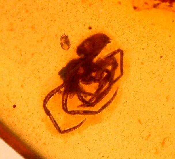 Beautiful Spider in Burmite Amber Fossil Cabochon Gemstone Dinosaur Age