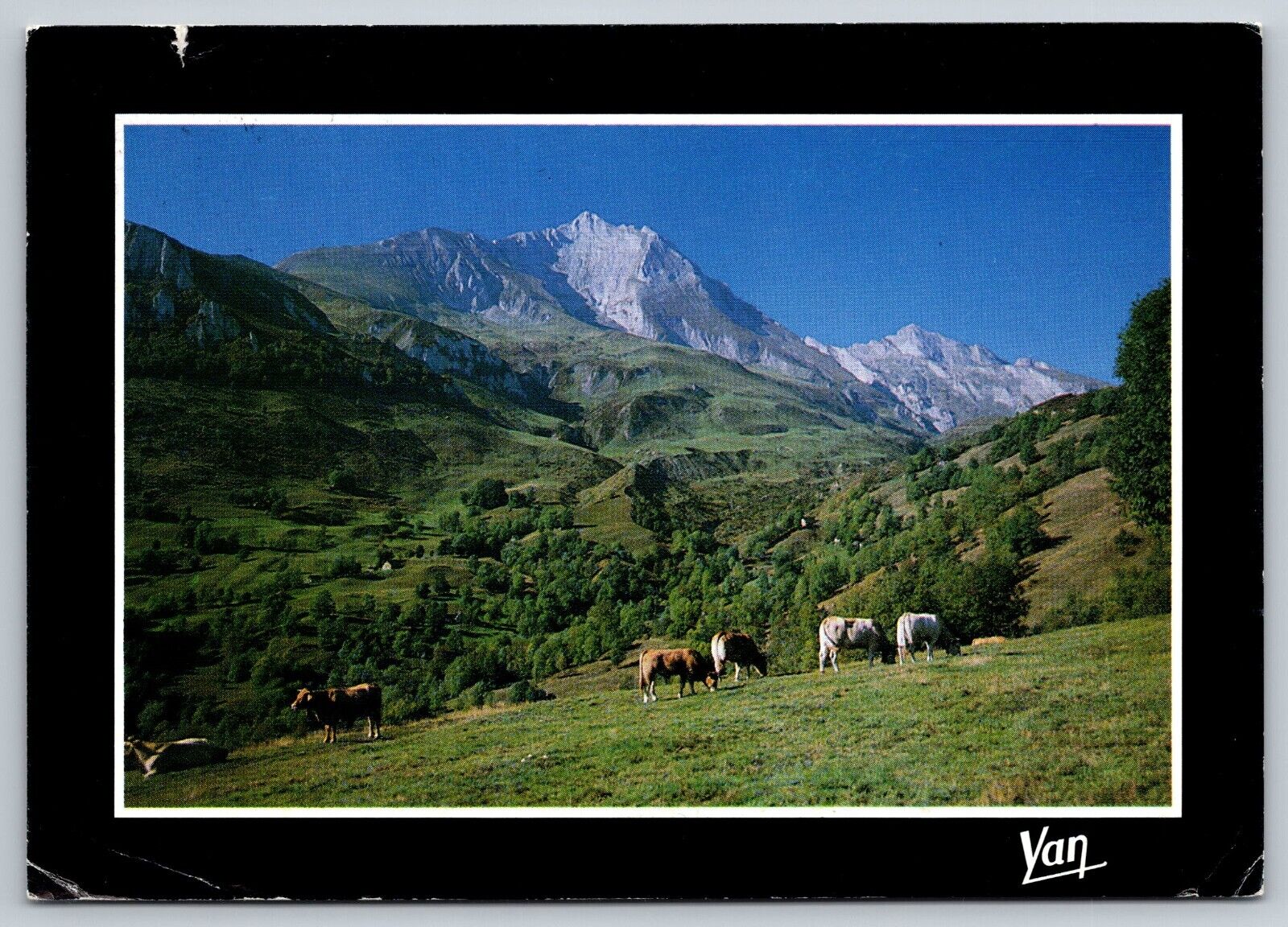 Postcard France Pyrenees Horses Mountains c1993  3G