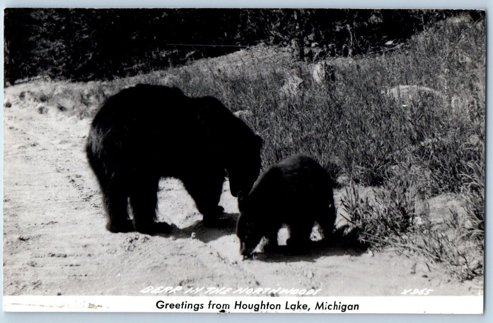 Houghton Lake Michigan MI Postcard RPPC Photo Greetings Bear In The Northwoods