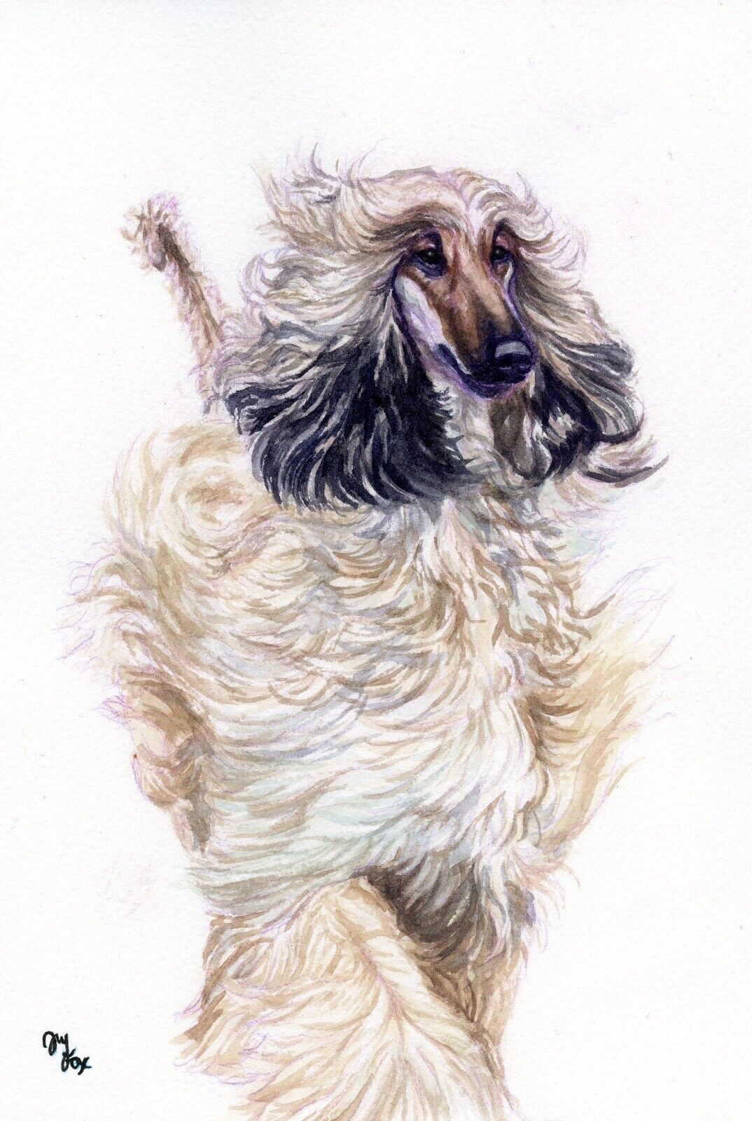 Afghan Hound In Motion