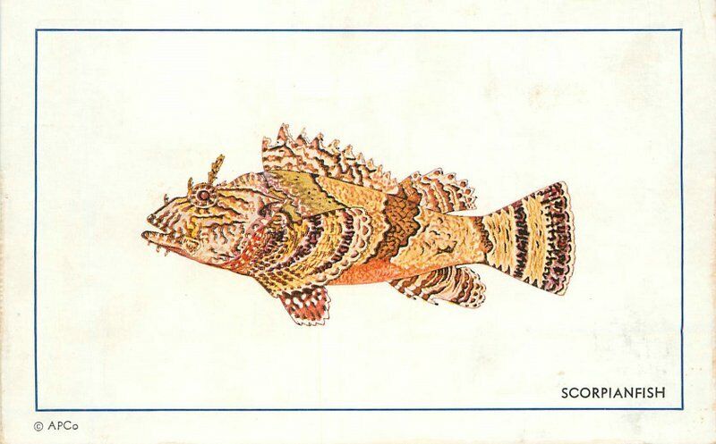 Scorpianfish Artist impression  Postcard 22-3212