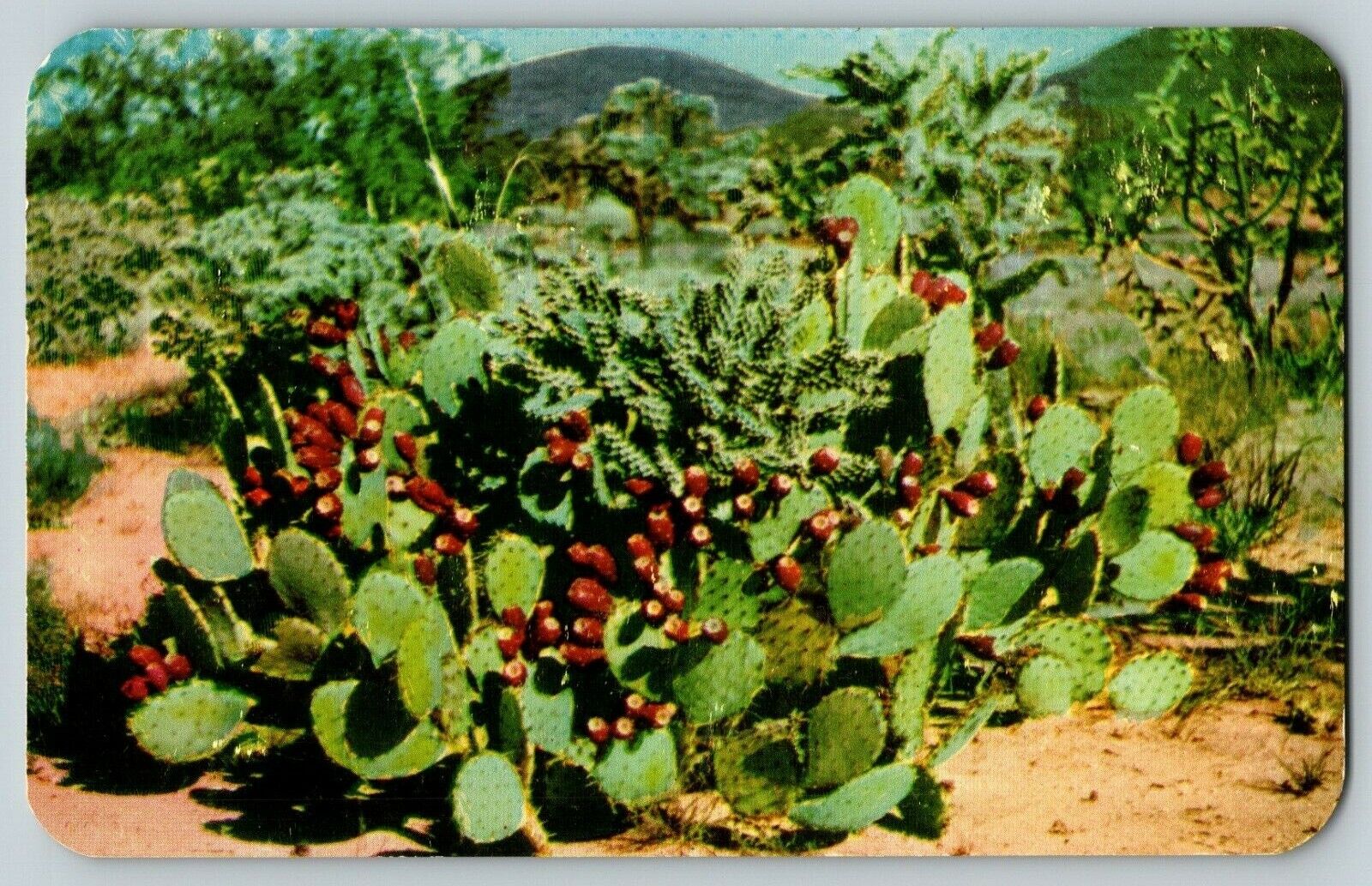 Postcard Prickly Pear Cactus in Bloom Beautiful Desert Flora 