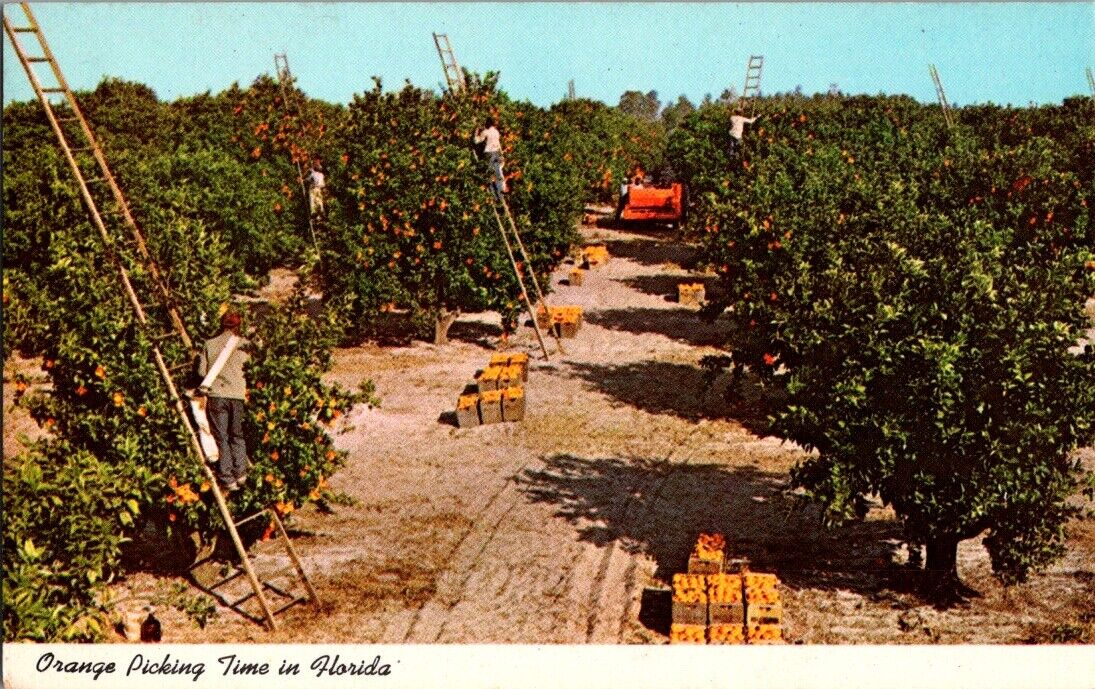 Orlando FL-Florida Orange Picking Time Minute Maid Advertising Vintage Postcard