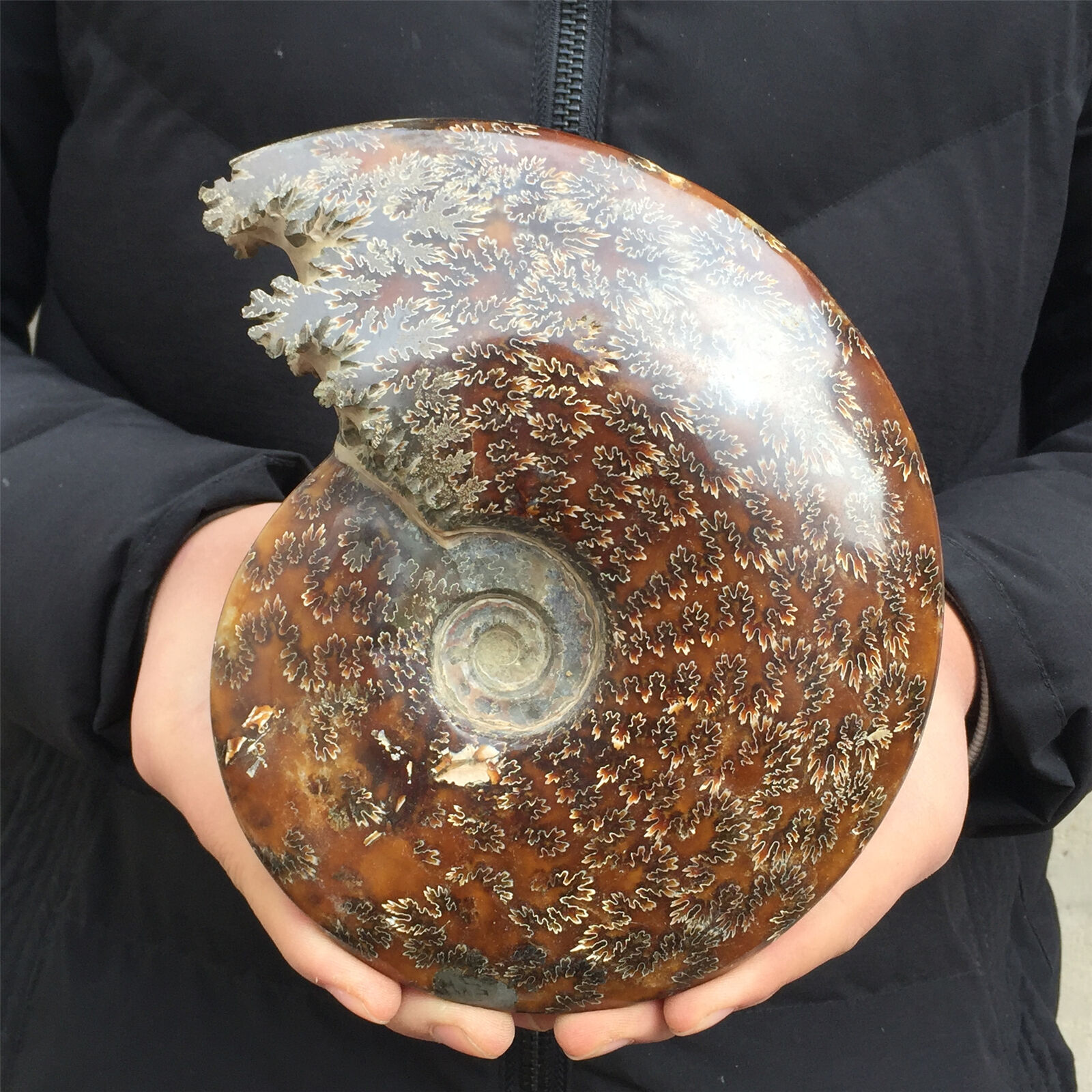 3.45LB natural whole ammonite fossil conch quart crystal specimen healing XL1962