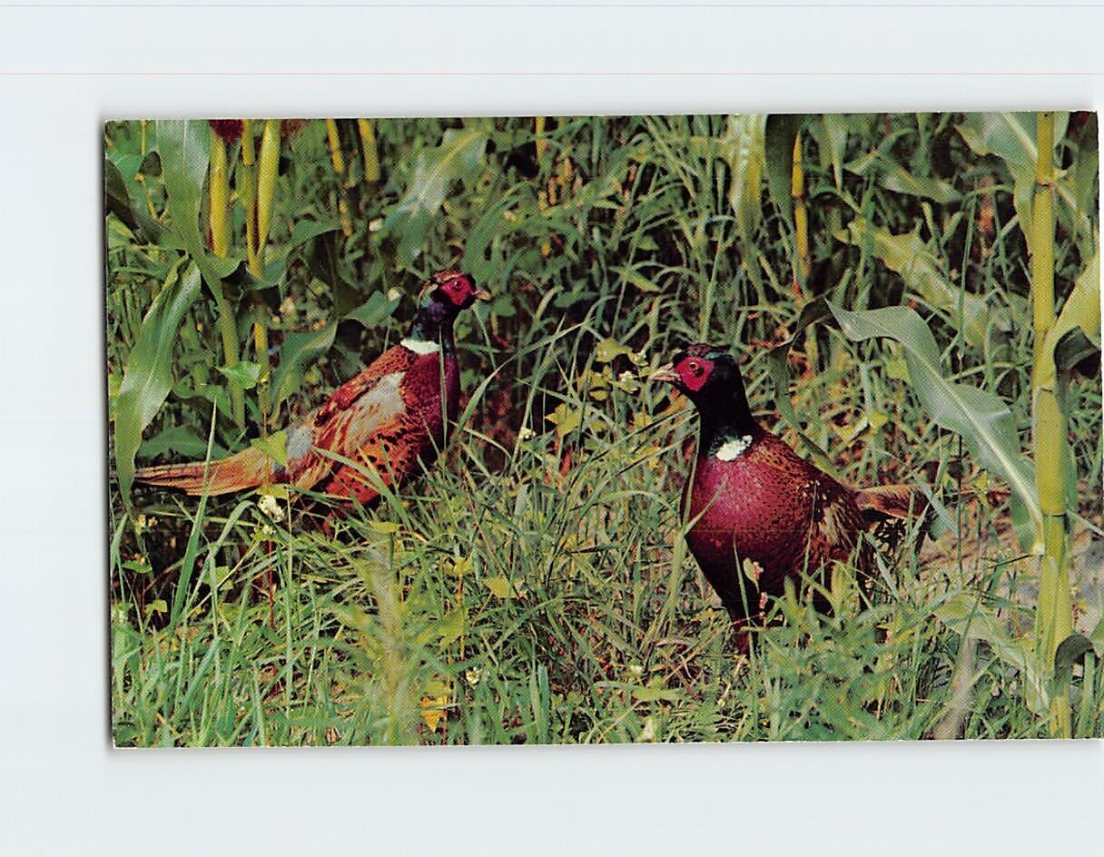 Postcard Ring necked Pheasants
