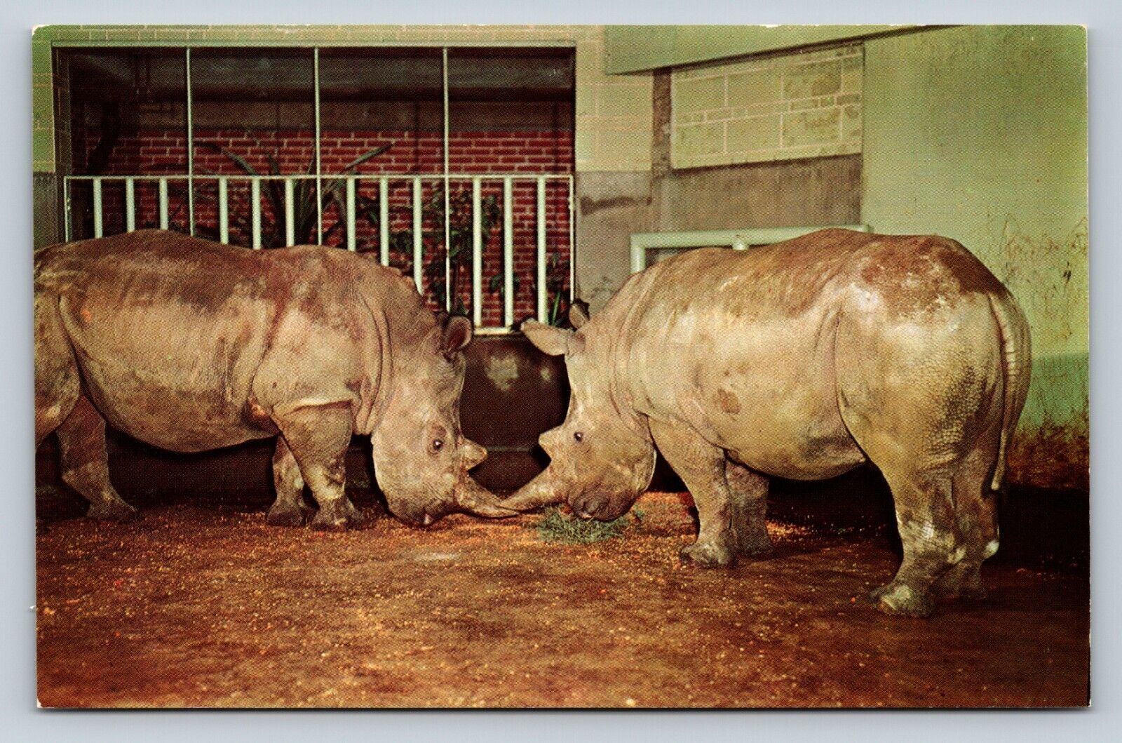 St Louis Missouri Zoological Garden~Rare White Rhinos VINTAGE Postcard