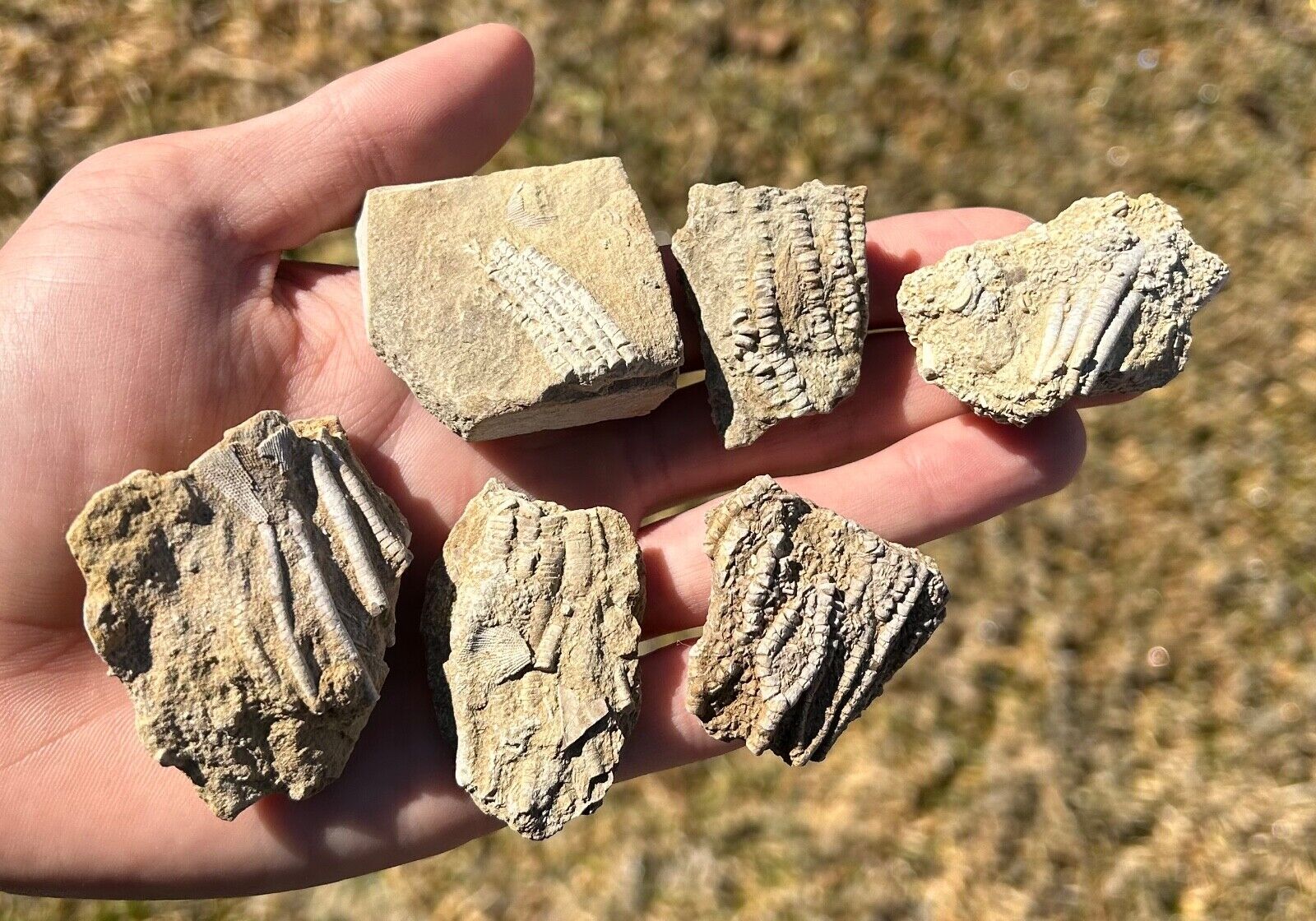 Alabama Fossil Crinoids LOT OF 6 Bangor Limestone Formation Mississippian Age