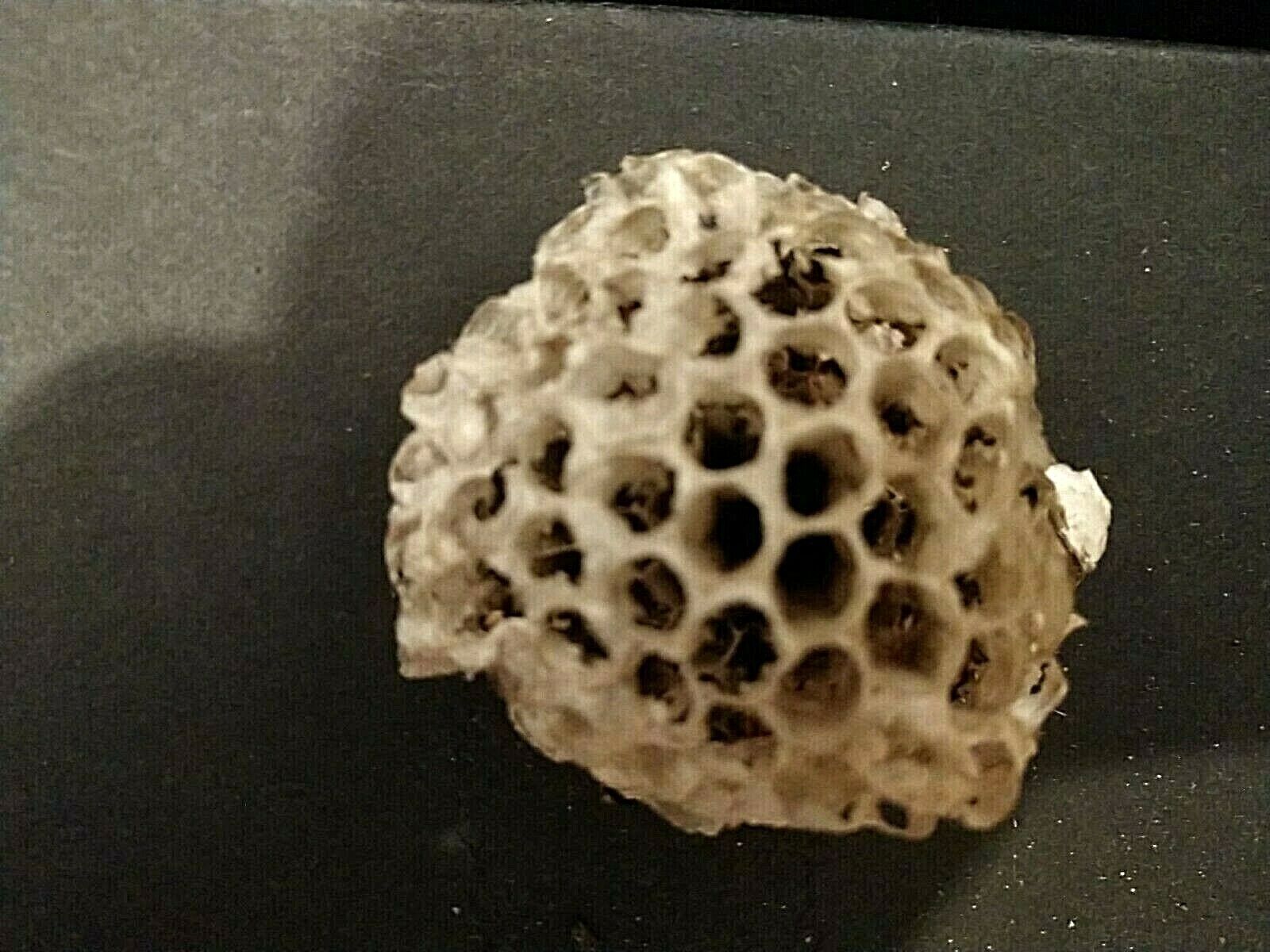 WASP NEST ABANDONED EMPTY NATURAL NATURE FINDS SMALL MADE IN SOUTH TEXAS