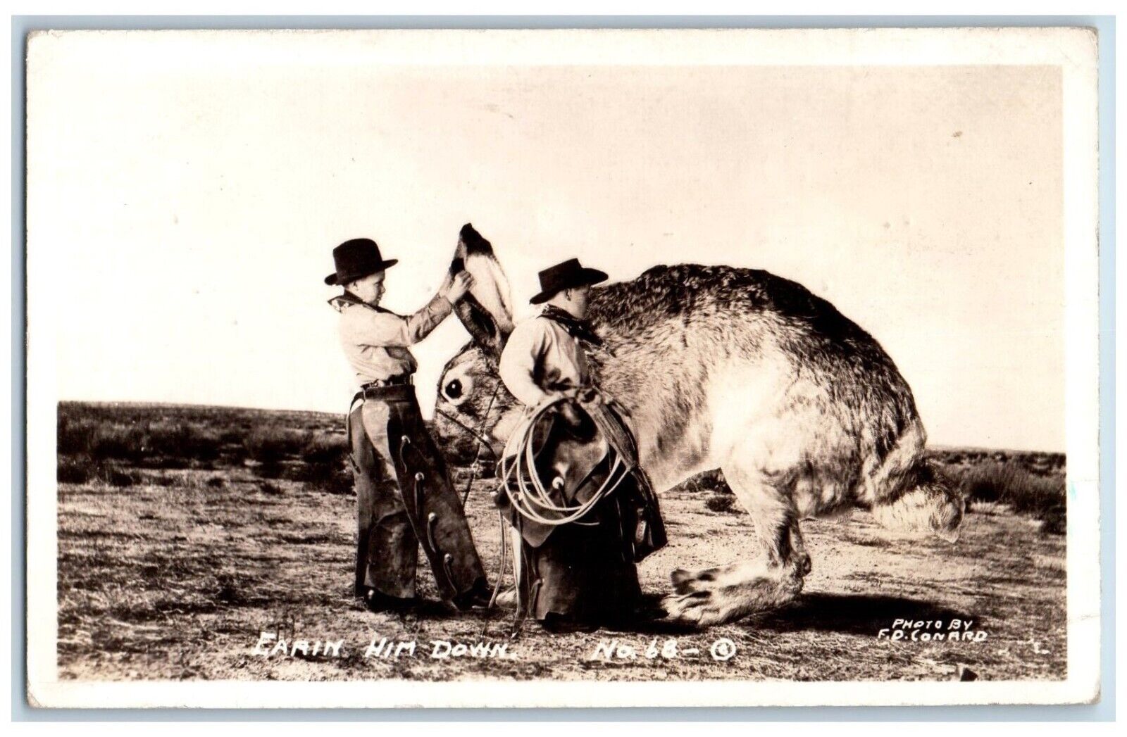 Larned KS Postcard RPPC Photo Earin Him Exaggerated Rabbit Down Rodeo Cowboy