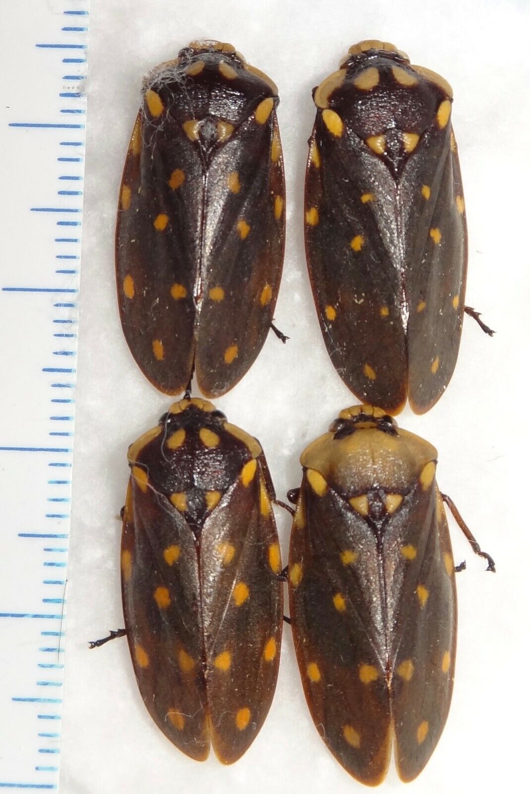 Cercopidae 4 Froghoppers Borneo #29C Spittle Bugs Insect Entomology Fulgorid