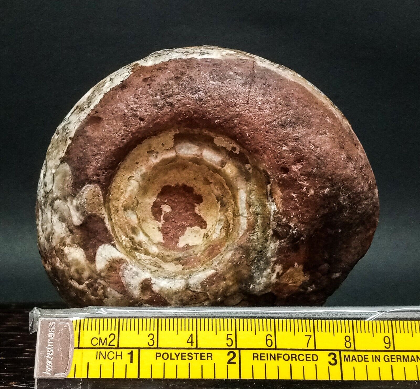 566Gr  Rare Whole Permian Ammonite Fossil Rough Mollusca Timor