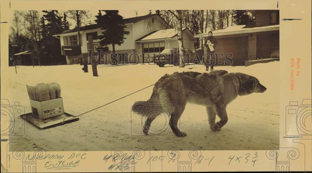 1985 Press Photo Danny Lasley delivering papers with his sled dog \