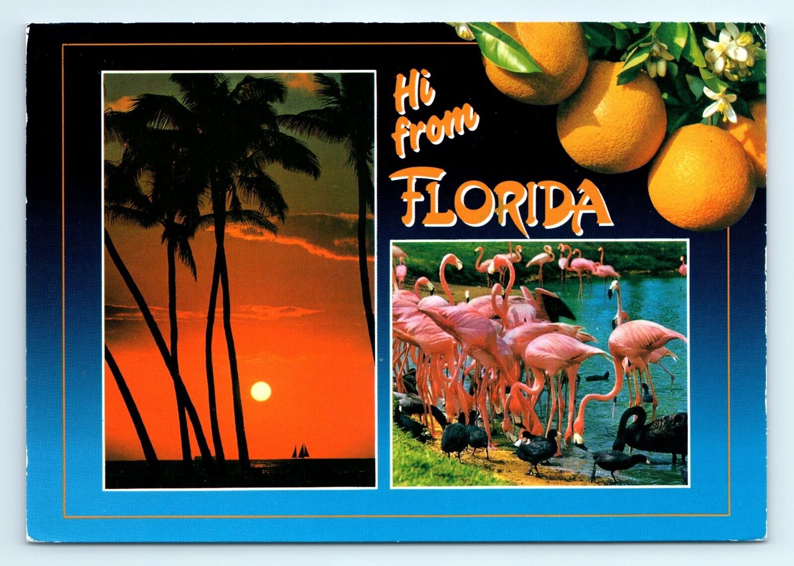 Flamingo Oranges Sunset FL Greetings Postcard