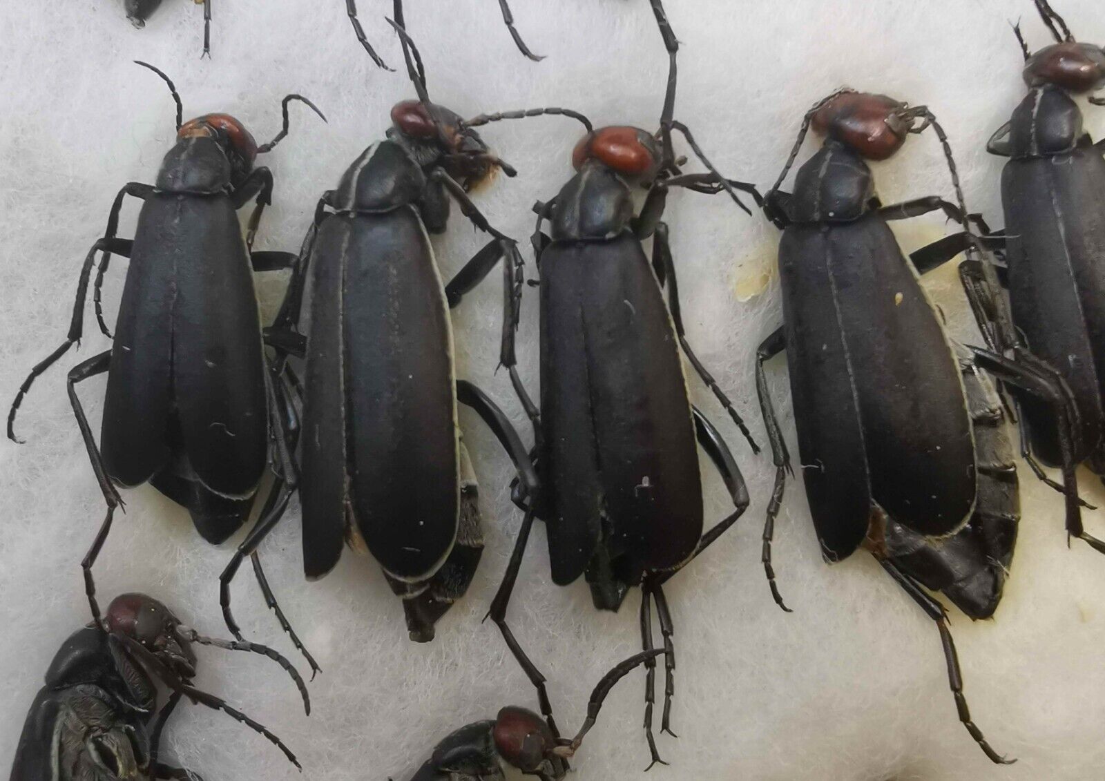 Epicauta rufidorsum Meloidae 4 pcs blister beetles from Southern Ukraine