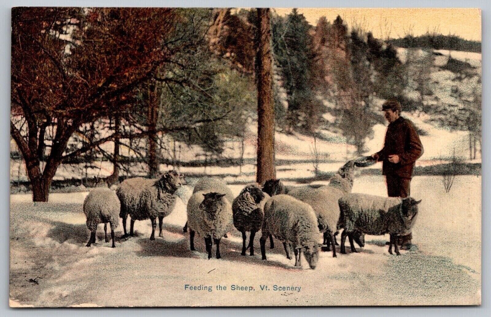 Feeding Sheep Vermont Scene VT Antique Postcard UNP Unused DB Germany