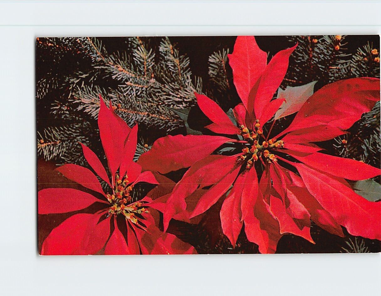Postcard Red Poinsettias
