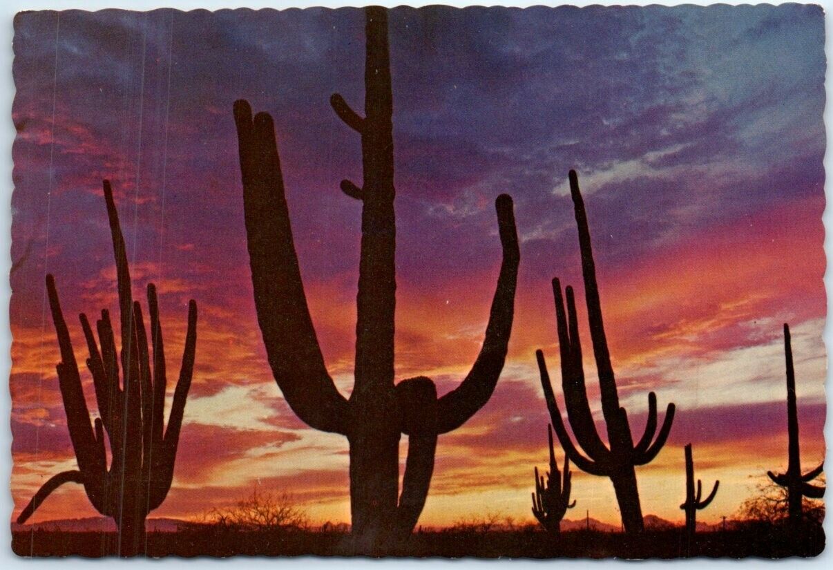Postcard - Giant Saguaros silhouetted against the red sky - Arizona