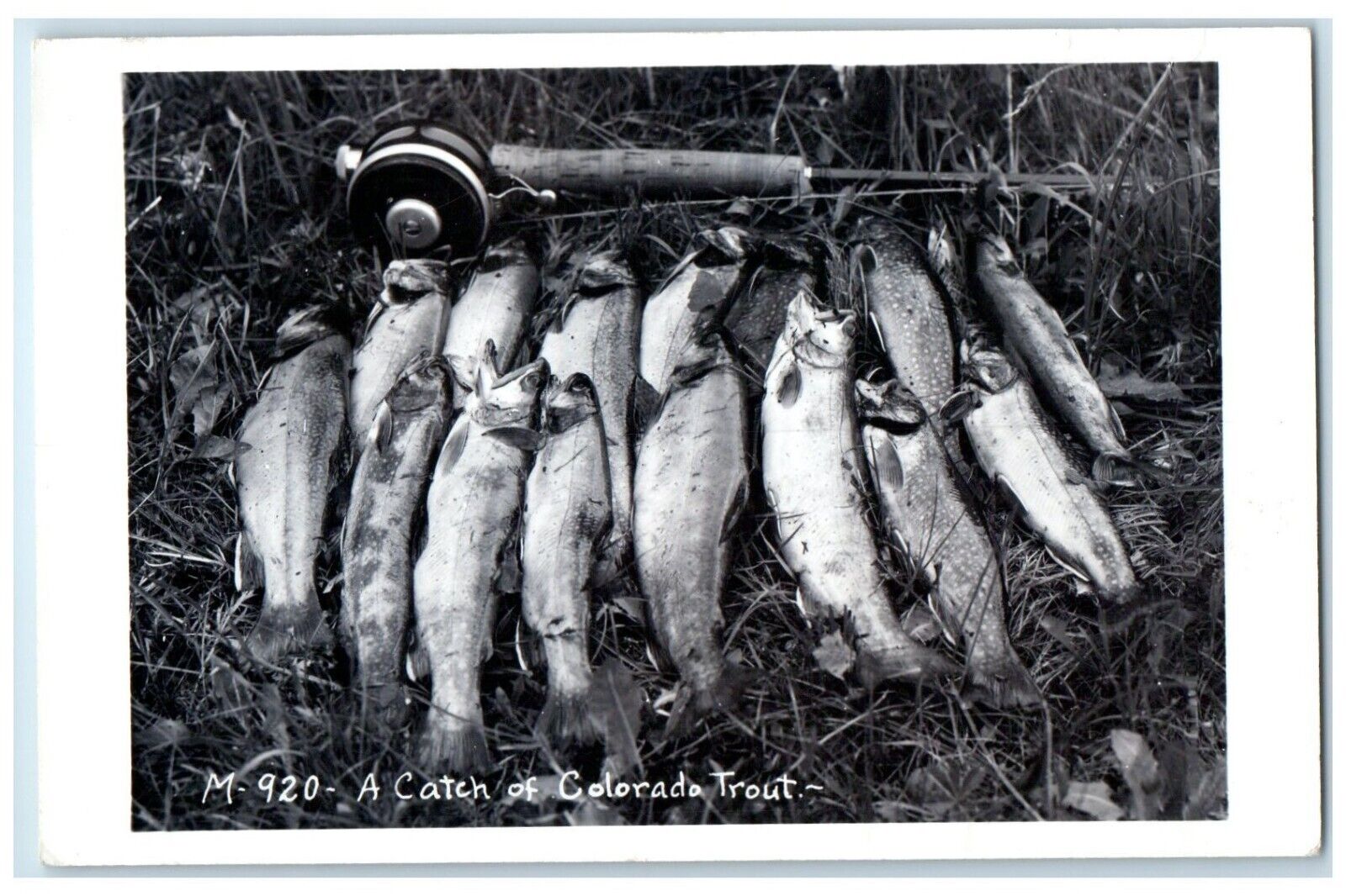 c1910's A Catch Of Colorado Trout Fishes RPPC Photo Unposted Antique Postcard