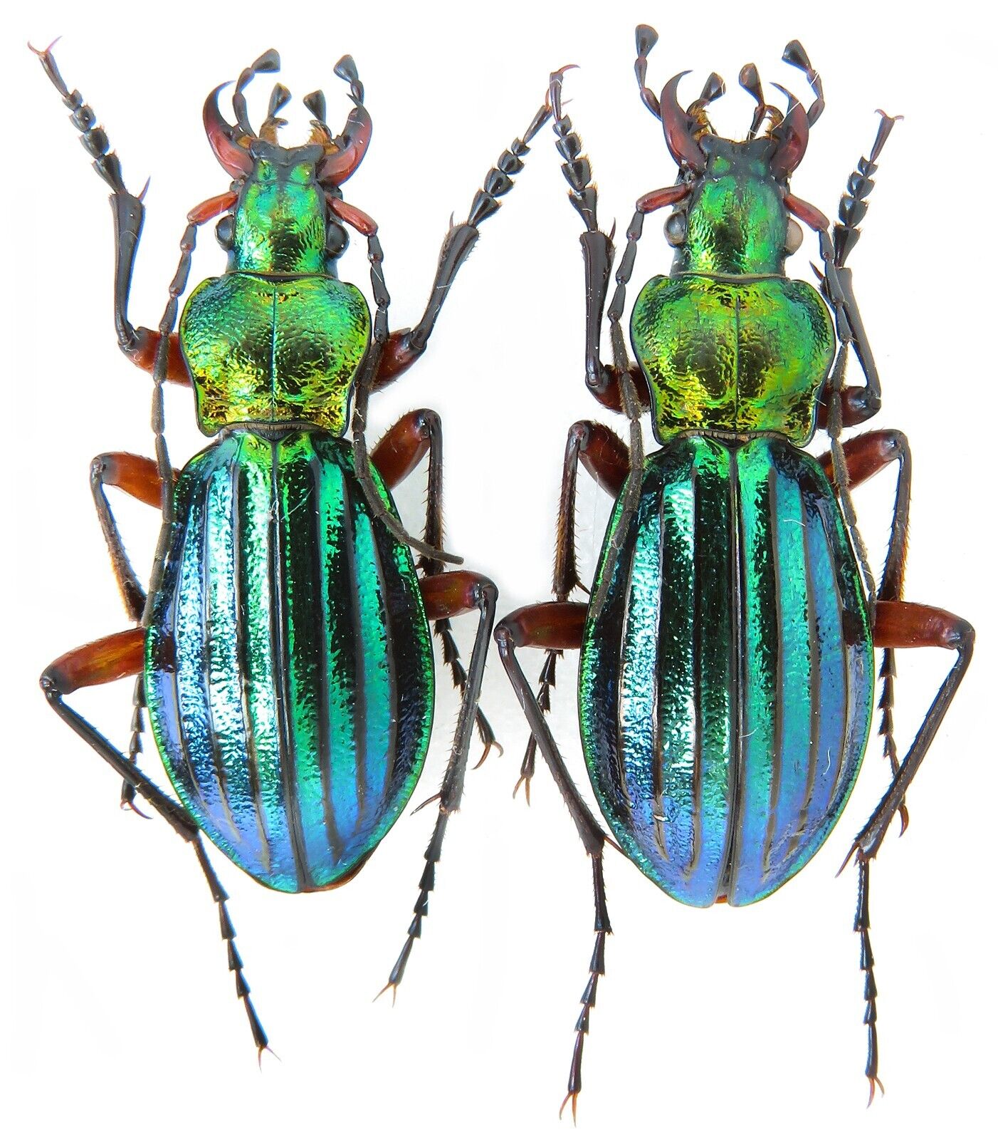 Carabidae Carabus (Chrysocarabus) auronitens escheri n. laevipennis, alpin form