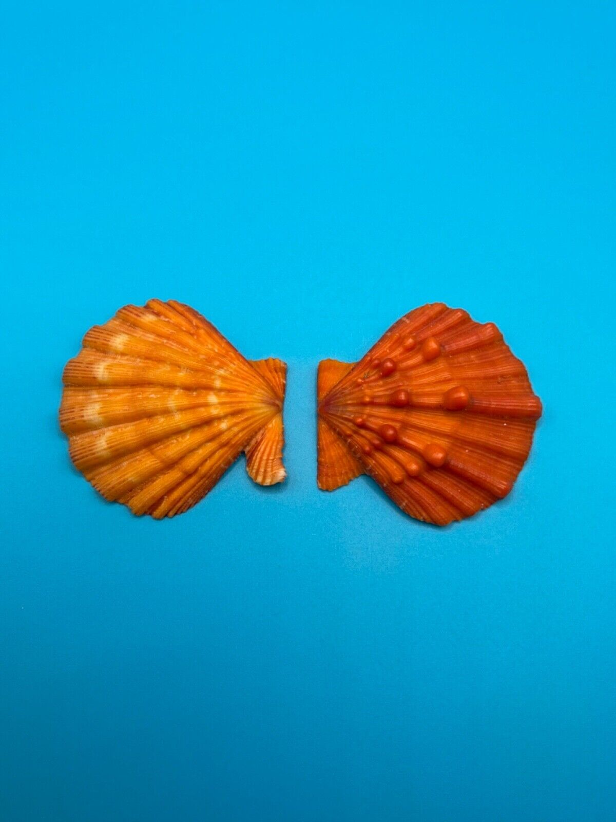 Nodipecten nodosus 51mm Beautiful Shell
