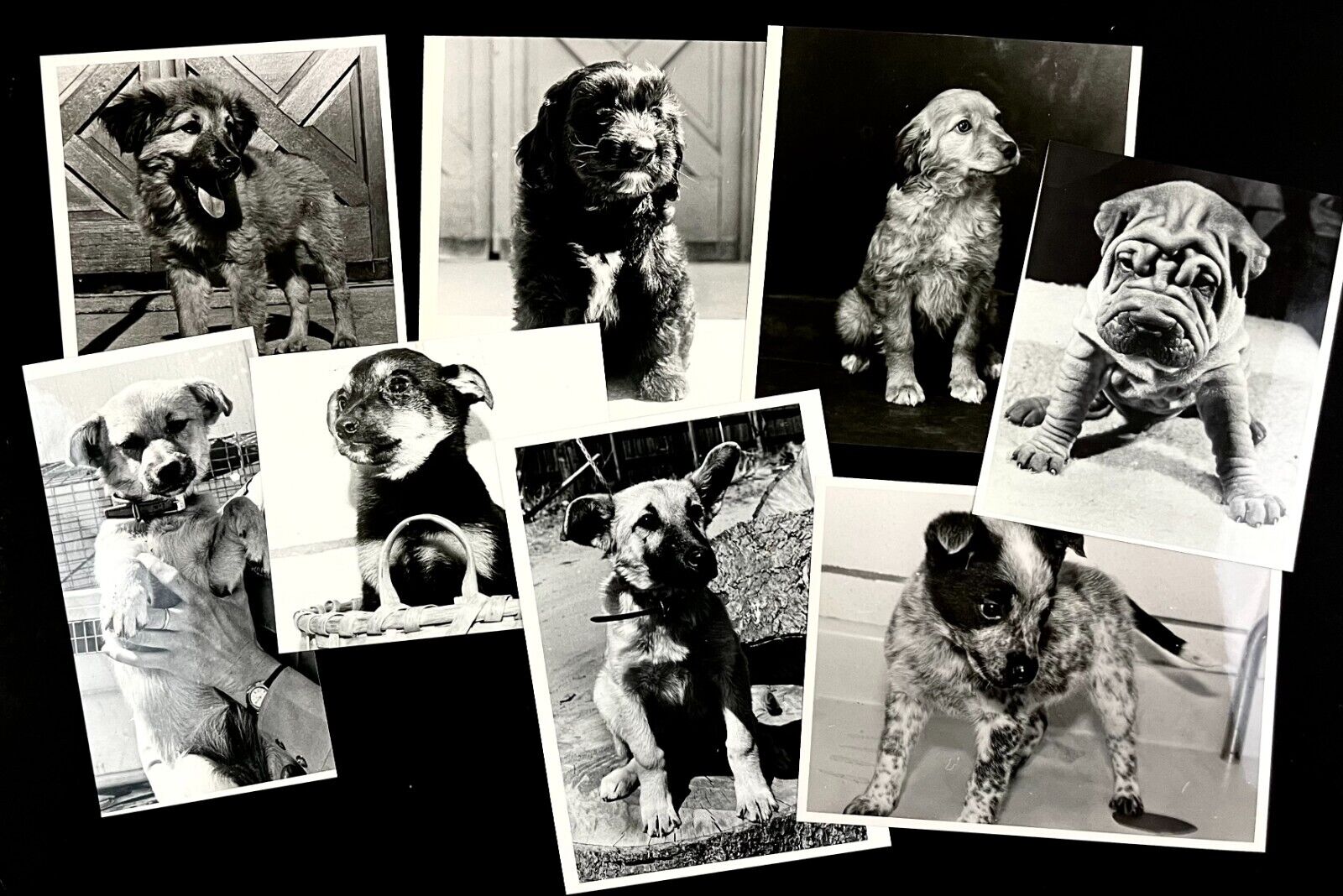 Vintage Lot Of 30 Cute Funny Dog Fluffy Puppy Chubby Terrier Press Photographs