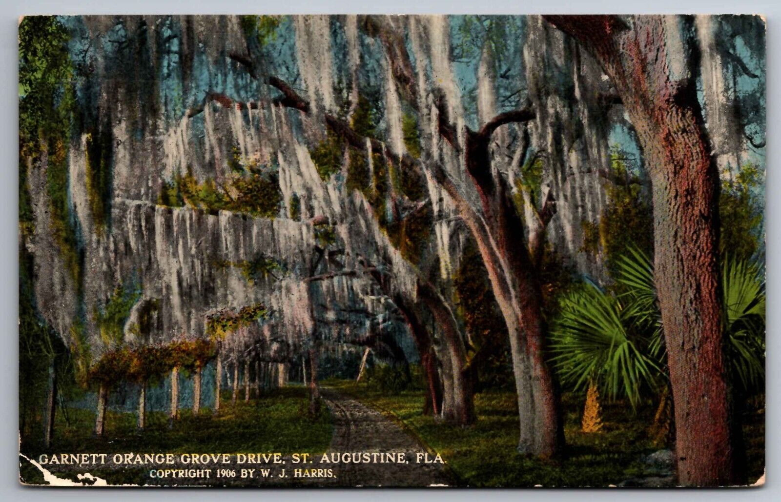 Postcard Garnett Orange Grove Drive St. Augustine Florida    G 9