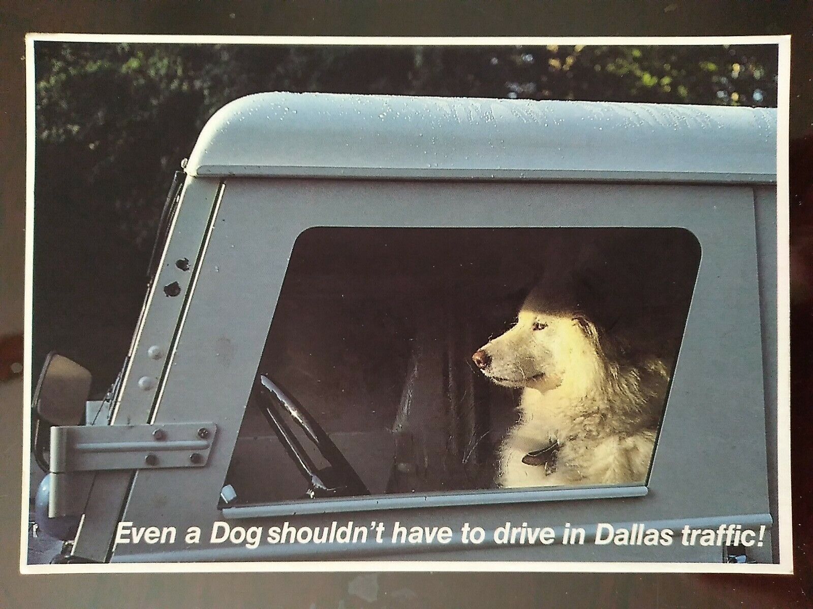 Even a Dog shouldn\'t have to drive in Dallas traffic TX - Later 1900s