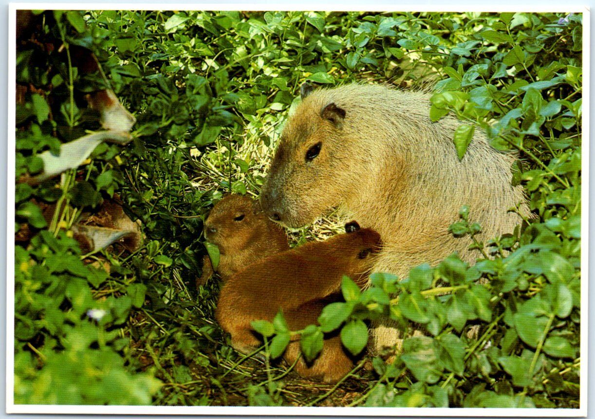 Postcard - Capybara Family